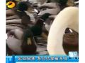 今年歐洲極寒 北歐海鳥嘴已被凍住！恐被餓死 (57播放)